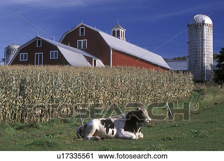 bull, barn, farm, Vermont, Bull (Holstein) lying down in a field next to a cornfield in front of a red barn in Barnet in Caledonia County in the state of Vermont. View Large Photo Image Stock Image - bull, barn, farm, Vermont, Bull (Holstein) lying down in a field next to a cornfield in front of a red barn in Barnet in Caledonia County in the state of Vermont. . Fotosearch