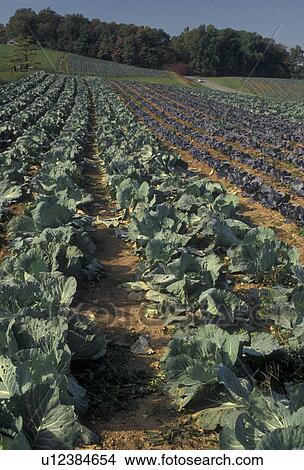 cabbage, produce, Virginia, Blue Ridge, Appalachian Mountains, Field of cabbage on a farm along the Blue Ridge Parkway in the state of North Carolina. View Large Photo Image Picture - cabbage, produce, Virginia, Blue Ridge, Appalachian Mountains, Field of cabbage on a farm along the Blue Ridge Parkway in the state of North Carolina.. Fotosearch