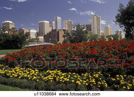 Picture -  Calgary, skyline, Alberta, Canada, Red and yellow flowers adorn a city park with the skyline of Calgary in the distance in the province of Alberta.. Fotosearch