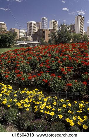 Stock Photo -  Calgary, skyline, Alberta, Canada, Red and yellow flowers adorn a city park with the skyline of Calgary in the distance in the province of Alberta.. Fotosearch