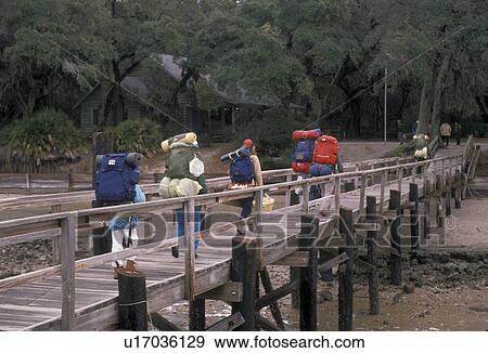 camping, backpacking, Cumberland Island, Georgia, Backpackers and campers walking on the dock arriving at Sea Camp Visitor Center on Cumberland Island National Seashore. View Large Photo Image Stock Photo - camping, backpacking, Cumberland Island, Georgia, Backpackers and campers walking on the dock arriving at Sea Camp Visitor Center on Cumberland Island National Seashore.. Fotosearch