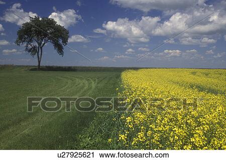 Canada, Manitoba, Field of yellow flowers under a blue sky View Large Photo Image Stock Image - Canada, Manitoba, Field of yellow flowers under a blue sky . Fotosearch