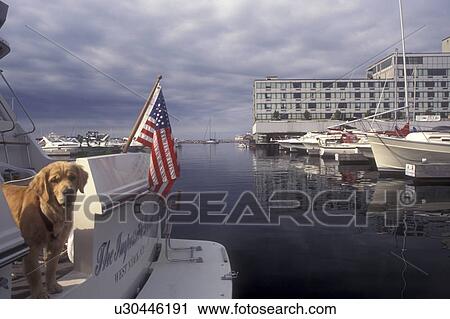 Canada, Ontario, Kingston, Golden Retriever stands on yacht at marina on St. Lawrence River in Kingston. View Large Photo Image Stock Image - Canada, Ontario, Kingston, Golden Retriever stands on yacht at marina on St. Lawrence River in Kingston.. Fotosearch