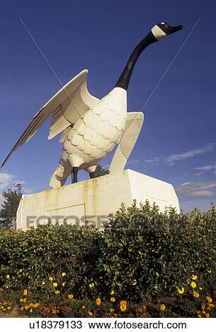 canadian goose, wawa, Ontario, Canada, Large statue of a canadian goose in the town of Wawa meaning wild goose in Ojibway in the Province of Ontario, Canada. View Large Photo Image Stock Image - canadian goose, wawa, Ontario, Canada, Large statue of a canadian goose in the town of Wawa meaning wild goose in Ojibway in the Province of Ontario, Canada.. Fotosearch