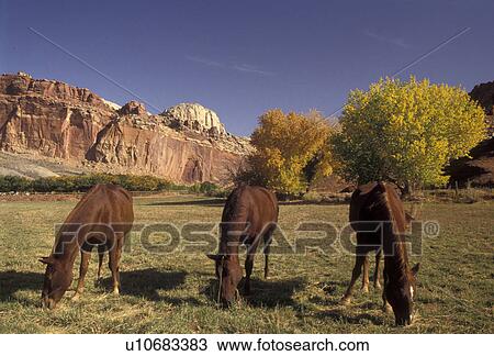 Capitol Reef, horse, Capitol Reef National Park, Utah, Three horses graze in a field below the magnificent reef-like cliffs in Capitol Reef Nat'l Park in the state of Utah. View Large Photo Image Stock Image - Capitol Reef, horse, Capitol Reef National Park, Utah, Three horses graze in a field below the magnificent reef-like cliffs in Capitol Reef Nat'l Park in the state of Utah.. Fotosearch