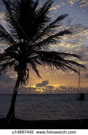 Caribbean, Union Island, Grenadines Islands, Caribbean Islands, Silhouette of palm tree on the beach at sunrise in the Caribbean Sea on Union Island in the St. Vincent Grenadines (a British Commonwealth member). View Large Photo Image Stock Photography - Caribbean, Union Island, Grenadines Islands, Caribbean Islands, Silhouette of palm tree on the beach at sunrise in the Caribbean Sea on Union Island in the St. Vincent Grenadines (a British Commonwealth member).. Fotosearch