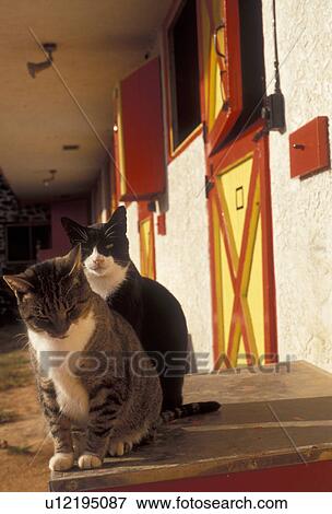 cat, barn, Pennsylvania, Two cats sit together outside a barn with yellow and red doors at Castle Rock Farm in Brandywine River Valley in Chester County in the state of Pennsylvania. View Large Photo Image Stock Photo - cat, barn, Pennsylvania, Two cats sit together outside a barn with yellow and red doors at Castle Rock Farm in Brandywine River Valley in Chester County in the state of Pennsylvania.. Fotosearch