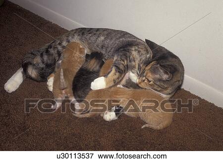 cat, kitten, Mother cat feeds her four kittens while lying on the floor View Large Photo Image Stock Photo - cat, kitten, Mother cat feeds her four kittens while lying on the floor . Fotosearch