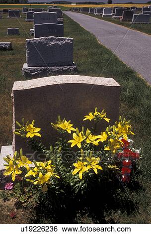 cemetery, Mennonite, Pennsylvania, Pennsylvania Dutch Country, Yellow flowers placed at a gravesite at Hernley's Mennonite Cemetery in Manheim in the state of Pennsylvania. View Large Photo Image Stock Photograph - cemetery, Mennonite, Pennsylvania, Pennsylvania Dutch Country, Yellow flowers placed at a gravesite at Hernley's Mennonite Cemetery in Manheim in the state of Pennsylvania. . Fotosearch