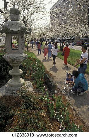 Cherry Blossom Festival, Macon, Georgia, People walk by the beautiful cherry blossoms in bloom at the 1993 Cherry Blossom Festival in the spring in Macon in the state of Georgia. View Large Photo Image Stock Photo - Cherry Blossom Festival, Macon, Georgia, People walk by the beautiful cherry blossoms in bloom at the 1993 Cherry Blossom Festival in the spring in Macon in the state of Georgia.. Fotosearch