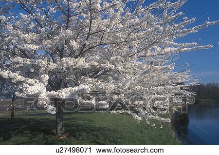 Stock Image -  cherry tree, Pennsylvania, Beautiful white blossoms on a cherry tree in the spring in West Chester, Pennsylvania.. Fotosearch