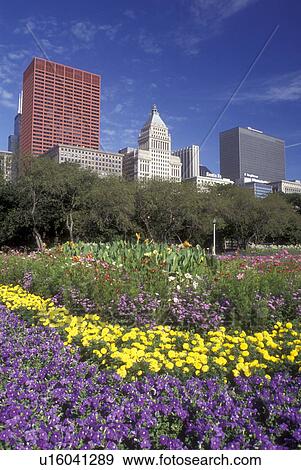 Chicago, Illinois, A cluster of (purple, yellow) flowers adorn Grant Park with the skyline of downtown Chicago in the background. View Large Photo Image Stock Photo - Chicago, Illinois, A cluster of (purple, yellow) flowers adorn Grant Park with the skyline of downtown Chicago in the background.. Fotosearch