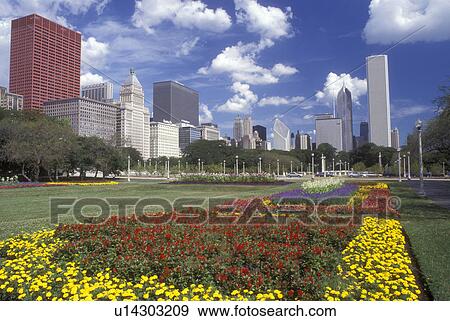 Chicago, Illinois, A view of the skyline of downtown Chicago from Grant Park. The park is adorned with an assortment of colorful (red, yellow, purple) flowers. View Large Photo Image Stock Photo - Chicago, Illinois, A view of the skyline of downtown Chicago from Grant Park. The park is adorned with an assortment of colorful (red, yellow, purple) flowers.. Fotosearch