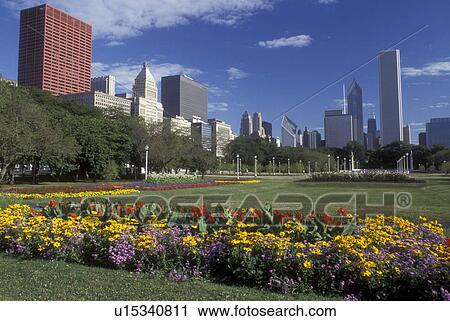 Chicago, Illinois, The skyline of downtown Chicago from Grant Park. The park is adorned with an assortment of colorful flowers View Large Photo Image Stock Image - Chicago, Illinois, The skyline of downtown Chicago from Grant Park. The park is adorned with an assortment of colorful flowers . Fotosearch
