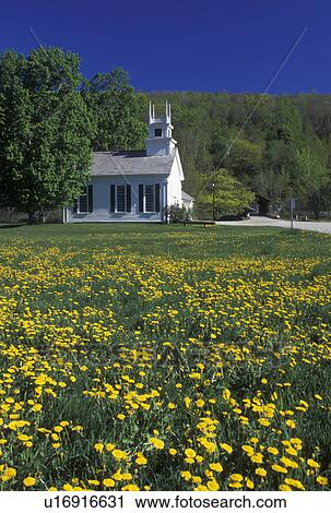 church, dandelions, Vermont, VT, Arlington, Scenic view of The Church at the Green in a field of dandelions in West Arlington in the spring. View Large Photo Image Stock Image - church, dandelions, Vermont, VT, Arlington, Scenic view of The Church at the Green in a field of dandelions in West Arlington in the spring.. Fotosearch
