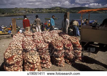 Stock Image -  clams, Chile, Chiloe Island, Bags of fresh clams sitting on pier waiting to be transported in the harbor in Ancud on the Pacific Ocean on Chiloe Island in Chile. . Fotosearch