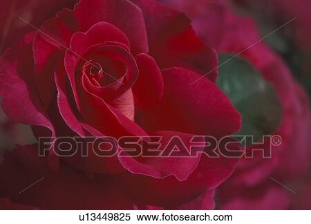 Stock Photography -  close-up, rose, flower, Pink Peace Rose, Close-up of a pink rose with a light shade of red petals.. Fotosearch