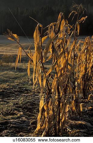 cornstalk, frost, Baxter State Park, Maine, Morning frost on a cornfield in Baxter State Park. View Large Photo Image Stock Photography - cornstalk, frost, Baxter State Park, Maine, Morning frost on a cornfield in Baxter State Park. . Fotosearch