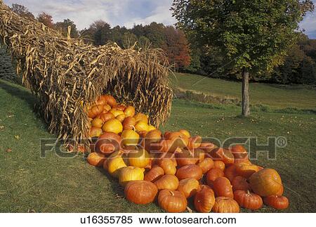 cornucopia, pumpkin, autumn, fall decoration, Vermont, A large cornucopia made with cornstalks and filled with pumpkins is displayed as a fall decoration at Morse Farm in Montpelier in Washington County in the state of Vermont. View Large Photo Image Stock Photography - cornucopia, pumpkin, autumn, fall decoration, Vermont, A large cornucopia made with cornstalks and filled with pumpkins is displayed as a fall decoration at Morse Farm in Montpelier in Washington County in the state of Vermont. . Fotosearch