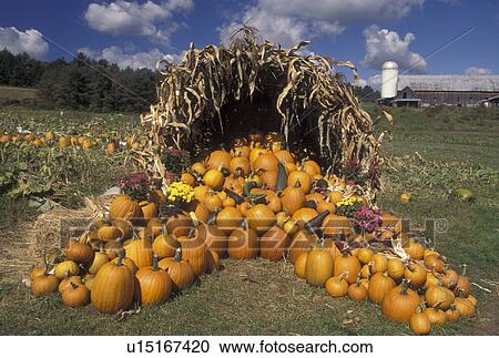 Stock Image -  cornucopia, pumpkins, autumn, fall decoration, Vermont, A large cornucopia made of cornstalks filled with pumpkins is displayed at a market in the fall in Waitsfield in Washington County in the state of Vermont. . Fotosearch