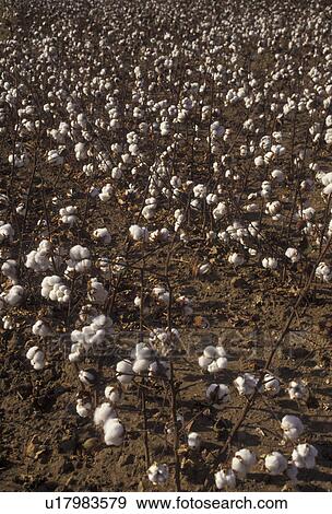 Stock Photo -  cotton, Texas, Cotton field in the state of Texas . Fotosearch