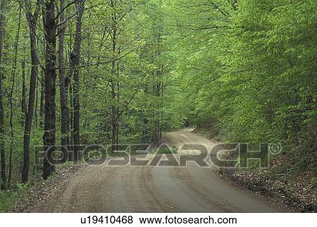 country road, Vermont, VT, A dirt road winds through a forest of light green trees in Reading in the early spring. View Large Photo Image Stock Photo - country road, Vermont, VT, A dirt road winds through a forest of light green trees in Reading in the early spring.. Fotosearch
