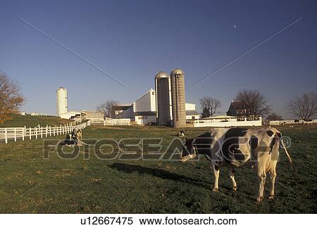 cow, amish, farm, Amish Country, Pennsylvania Dutch Country, Pennsylvania, Holstein cows grazing in a pasture on an Amish farm in Lancaster County in the state of Pennsylvania. View Large Photo Image Stock Photography - cow, amish, farm, Amish Country, Pennsylvania Dutch Country, Pennsylvania, Holstein cows grazing in a pasture on an Amish farm in Lancaster County in the state of Pennsylvania.. Fotosearch
