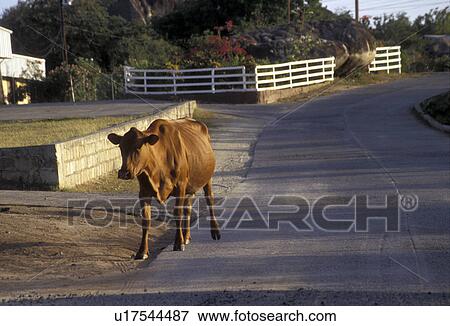 cow, British Virgin Islands, Virgin Gorda, Caribbean, Virgin Islands, BVI, B. V. I Cow walking down the street in Spanish Town on the island of Virgin Gorda on the British Virgin Islands. View Large Photo Image Stock Photo - cow, British Virgin Islands, Virgin Gorda, Caribbean, Virgin Islands, BVI, B. V. I Cow walking down the street in Spanish Town on the island of Virgin Gorda on the British Virgin Islands.. Fotosearch