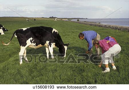 Stock Image -  cow, Netherlands, Friesland, Europe, Couple playing in a grassy field with a Holstein Cow in Polder.. Fotosearch