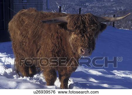 cow, Scotish Highland, winter, farm, Vermont, A Scottish Highland cow with her thick long reddish brown hair stands alone in the snow in a field in East Montpelier in the state of Vermont. View Large Photo Image Stock Photograph - cow, Scotish Highland, winter, farm, Vermont, A Scottish Highland cow with her thick long reddish brown hair stands alone in the snow in a field in East Montpelier in the state of Vermont.. Fotosearch