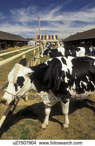 Picture -  cow, state fair, holstein cows, York, Pennsylvania, Holstein cows waiting for judging at the York Fair (America's oldest agricultural fair) in the town of York in the state of Pennsylvania. . Fotosearch