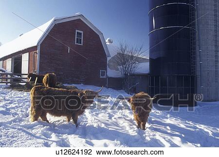 cow, winter, Vermont, farm, Scottish Highland cows with their thick long reddish brown hair stand in a snow covered pasture by a red barn at Sparrow Farm in East Montpelier in Washington County in the state of Vermont. View Large Photo Image Stock Image - cow, winter, Vermont, farm, Scottish Highland cows with their thick long reddish brown hair stand in a snow covered pasture by a red barn at Sparrow Farm in East Montpelier in Washington County in the state of Vermont.. Fotosearch