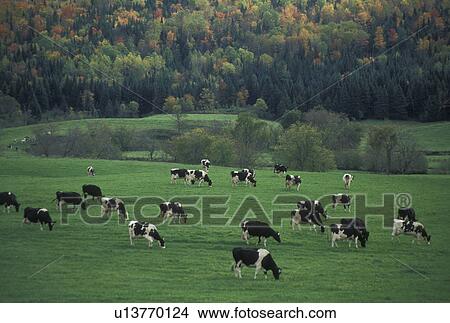 cows, cattle, Vermont, A herd of dairy cows (Holstein) graze on a lush green pasture with colorful fall foliage in the background in Plainfield in Washington County in the state of Vermont. View Large Photo Image Picture - cows, cattle, Vermont, A herd of dairy cows (Holstein) graze on a lush green pasture with colorful fall foliage in the background in Plainfield in Washington County in the state of Vermont.. Fotosearch