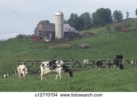 cows, dairy farm, Vermont, VT, Holstein cows grazing in a pasture on a farm in Randolph in the spring. View Large Photo Image Picture - cows, dairy farm, Vermont, VT, Holstein cows grazing in a pasture on a farm in Randolph in the spring. . Fotosearch