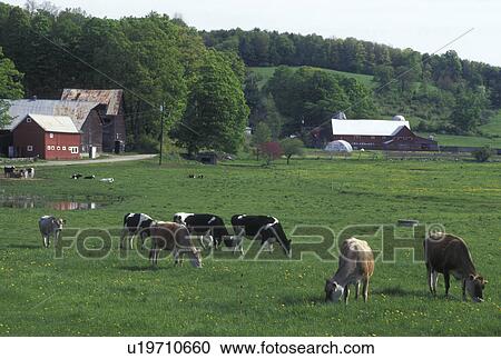 Stock Image -  cows, farm, Vermont, VT, Springfield, Cows grazing in a pasture on a farm in Springfield in the spring.. Fotosearch