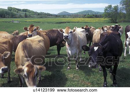 Stock Photo -  cows, field, Vermont, VT, Dairy cows in a pasture on a farm in Orange County in the spring.. Fotosearch