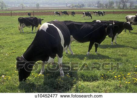 Stock Photo -  cows, Holstein, Amish Country, Lancaster County, Pennsylvania, Cows (Holstein) grazing on a lush green pasture on an Amish farm in Pennsylvania Dutch Country in Lancaster County in the state of Pennsylvania.. Fotosearch