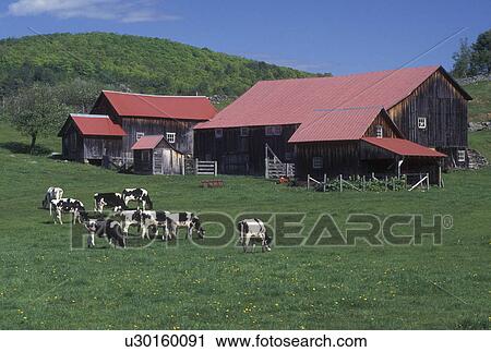 cows, red barn, dairy farm, Vermont, VT, West Fairlee, Holstein cows, grazing, pasture, barn with a red roof, spring. View Large Photo Image Stock Image - cows, red barn, dairy farm, Vermont, VT, West Fairlee, Holstein cows, grazing, pasture, barn with a red roof, spring. . Fotosearch