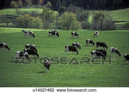 Stock Image -  cows, Vermont, Holstein cows grazing on a lush green pasture in scenic Plainfield., . Fotosearch