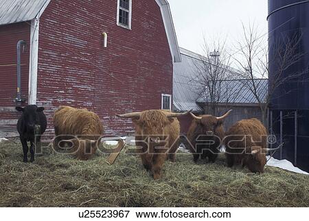 cows, Vermont, VT, Scottish Highland cows with thick long reddish fur on Sparrow Farm in East Montpelier in winter. View Large Photo Image Stock Photo - cows, Vermont, VT, Scottish Highland cows with thick long reddish fur on Sparrow Farm in East Montpelier in winter.. Fotosearch
