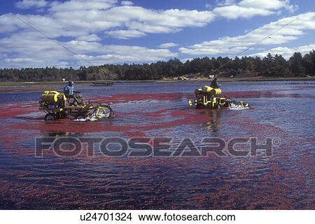 cranberry, Massachusetts, South Carver, Machines loosen cranberries in the bog for the wet harvest. View Large Photo Image Picture - cranberry, Massachusetts, South Carver, Machines loosen cranberries in the bog for the wet harvest.. Fotosearch