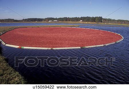 cranberry, Massachusetts, South Carver, An enormous amount of cranberries has been raked into a circle in a bog for the wet harvest. View Large Photo Image Stock Image - cranberry, Massachusetts, South Carver, An enormous amount of cranberries has been raked into a circle in a bog for the wet harvest.. Fotosearch