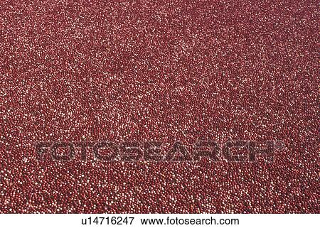 cranberry, Massachusetts, South Carver, An close-up of an enormous cluster of cranberries in a circle in a bog for the wet harvest. View Large Photo Image Stock Photo - cranberry, Massachusetts, South Carver, An close-up of an enormous cluster of cranberries in a circle in a bog for the wet harvest.. Fotosearch