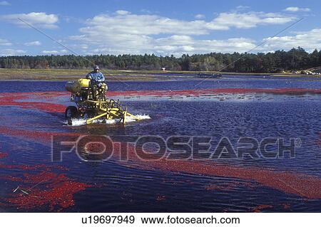 cranberry, Massachusetts, South Carver, A machine loosens cranberries in the bog for the wet harvest. View Large Photo Image Stock Photo -  cranberry, Massachusetts, South Carver, A machine loosens cranberries in the bog for the wet harvest.. Fotosearch