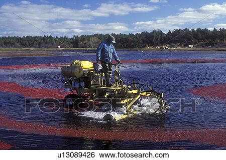 cranberry, Massachusetts, South Carver, A machine loosens cranberries in the bog for the wet harvest. View Large Photo Image Stock Photograph -  cranberry, Massachusetts, South Carver, A machine loosens cranberries in the bog for the wet harvest.. Fotosearch