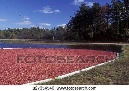 cranberry, Massachusetts, South Carver, An enormous amount of cranberries has been raked into a circle in a bog for the wet harvest. View Large Photo Image Stock Photograph - cranberry, Massachusetts, South Carver, An enormous amount of cranberries has been raked into a circle in a bog for the wet harvest.. Fotosearch