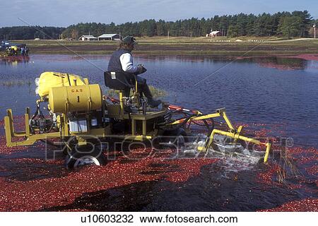 cranberry, South Carver, Massachusetts, A machine loosens cranberries in the bog for the wet harvest. View Large Photo Image Stock Image - cranberry, South Carver, Massachusetts, A machine loosens cranberries in the bog for the wet harvest.. Fotosearch