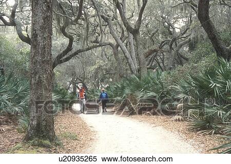Cumberland Island, Georgia, Campers walking to Sea Camp on Sea Camp Trail on Cumberland Island National Seashore, Georgia. View Large Photo Image Stock Photography - Cumberland Island, Georgia, Campers walking to Sea Camp on Sea Camp Trail on Cumberland Island National Seashore, Georgia.. Fotosearch