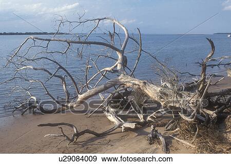 Cumberland Island, Georgia, Dead tree on the shore off Cumberland Sound from the River Trail on Cumberland Island National Seashore, Georgia. View Large Photo Image Stock Photo - Cumberland Island, Georgia, Dead tree on the shore off Cumberland Sound from the River Trail on Cumberland Island National Seashore, Georgia.. Fotosearch