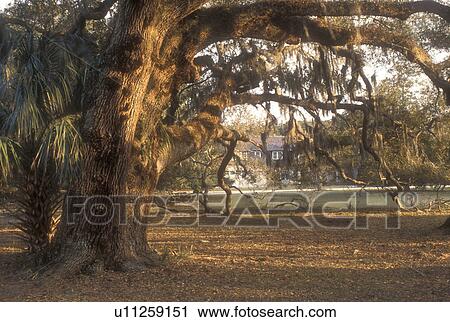 Stock Image -  Cumberland Island, Georgia, live oak, Spanish moss hangs from a live oak tree on the grounds of Dungeness on Cumberland Island National Seashore, Georgia.. Fotosearch